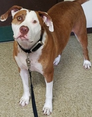 Bullboxer Pit Dogs for adoption in Sistersville, WV, USA