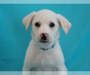 Labrador Retriever Dogs for adoption in Mundelein, IL, USA