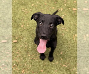 Labrador Retriever-Unknown Mix Dogs for adoption in Hilton Head, SC, USA