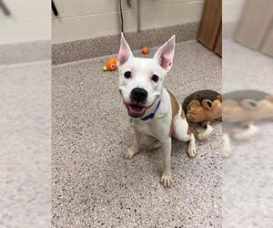Staffordshire Bull Terrier Dogs for adoption in Brighton, CO, USA