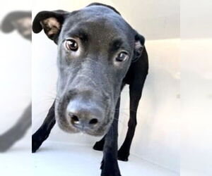 Labrador Retriever-Unknown Mix Dogs for adoption in Houston, TX, USA