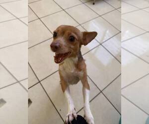 Chihuahua-Unknown Mix Dogs for adoption in Virginia Beach, VA, USA