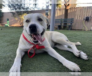 Mastador Dogs for adoption in Corona, CA, USA