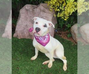 American Pit Bull Terrier Dogs for adoption in Oklahoma City, OK, USA