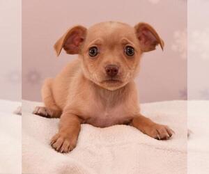 Schweenie Dogs for adoption in Sheridan, CO, USA