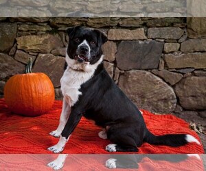 American Staffordshire Terrier-Border Collie Mix Dogs for adoption in Armonk, NY, USA