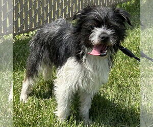 Border Terrier-Shih Tzu Mix Dogs for adoption in Batavia, OH, USA