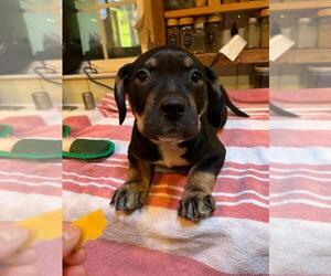 American Staffordshire Terrier-Unknown Mix Dogs for adoption in Santa Cruz, CA, USA