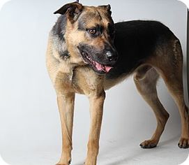 German Shepherd Dog Dogs for adoption in Beverly Hills, CA, USA