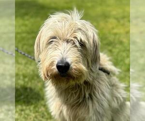 Unknown-Wheaten Terrier Mix Dogs for adoption in Yardley, PA, USA