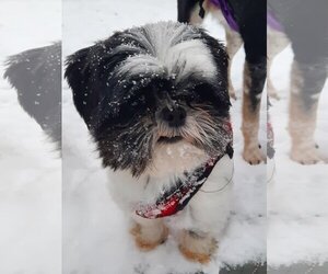 Shih Tzu Dogs for adoption in Uwchlan, PA, USA