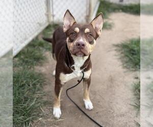 Siberian Husky-Unknown Mix Dogs for adoption in Modesto, CA, USA