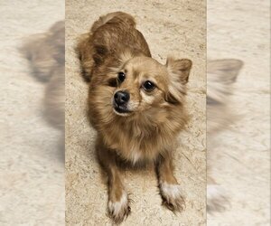 Pomeranian Dogs for adoption in Olalla, WA, USA