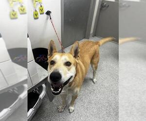 Carolina Dog-Unknown Mix Dogs for adoption in Pasadena, TX, USA