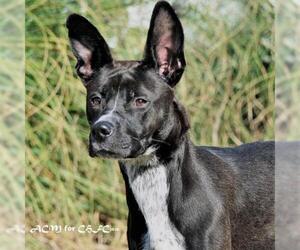 Borador Dogs for adoption in Canton, CT, USA