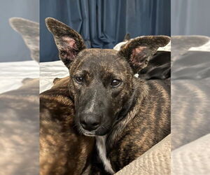 Australian Kelpie-Boxer Mix Dogs for adoption in Salt Lake City, UT, USA