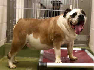 Bulldog Dogs for adoption in Moreno Valley, CA, USA