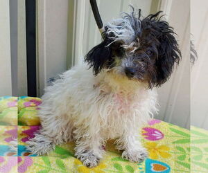Poodle (Toy) Dogs for adoption in Mountain View, MO, USA