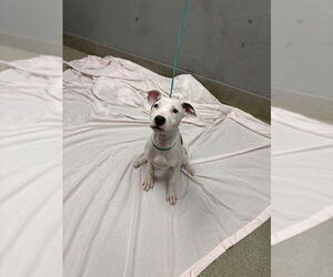 Mutt Dogs for adoption in Las Vegas, NV, USA