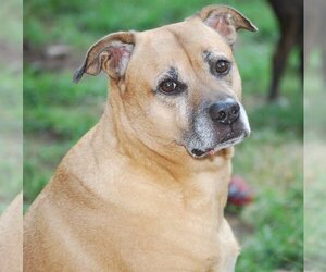 Boxer-Chinese Shar-Pei Mix Dogs for adoption in Spring, TX, USA