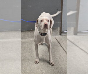 Pointer-Unknown Mix Dogs for adoption in Tallahassee, FL, USA