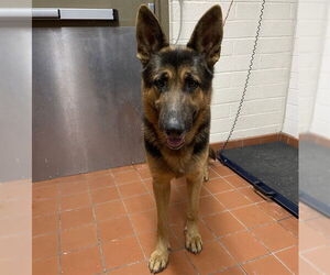 German Shepherd Dog Dogs for adoption in Camarillo, CA, USA