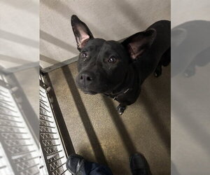 Mutt Dogs for adoption in Stockton, CA, USA