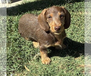 Dachshund Dogs for adoption in Hesperia, CA, USA