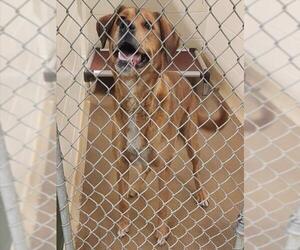 Labrador Retriever-Unknown Mix Dogs for adoption in Anchorage, AK, USA