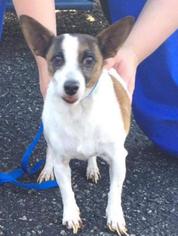 Jack Russell Terrier Dogs for adoption in Hanover, PA, USA