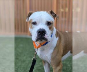 Mutt Dogs for adoption in Las Vegas, NV, USA