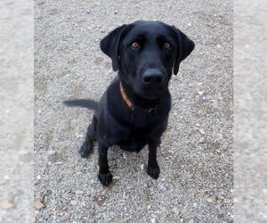 Labrador Retriever Dogs for adoption in Diamondville, WY, USA
