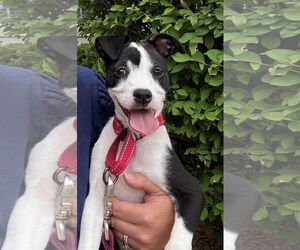 Boston Terrier Dogs for adoption in GILBERTS, IL, USA