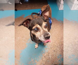 Chiweenie Dogs for adoption in Muskegon, MI, USA