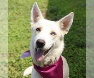 Siberian Husky-Unknown Mix Dogs for adoption in San Antonio, TX, USA