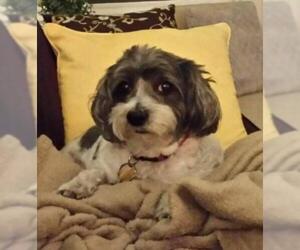 Shih Tzu-Unknown Mix Dogs for adoption in Hernando, MS, USA