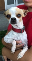 Chihuahua Dogs for adoption in Dana Point, CA, USA