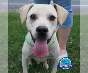 Boxador Dogs for adoption in Kennesaw, GA, USA