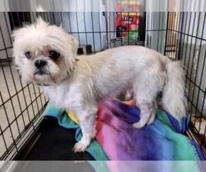 Shih Tzu Dogs for adoption in Montgomery, TX, USA