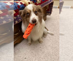 Australian Shepherd Dogs for adoption in Mukwonago, WI, USA