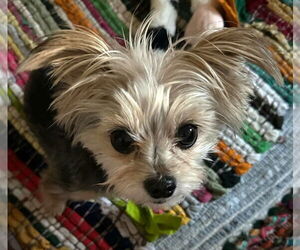 Maltese-Unknown Mix Dogs for adoption in Westmont, IL, USA