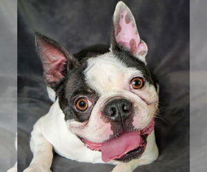 Faux Frenchbo Bulldog Dogs for adoption in Albuquerque, NM, USA