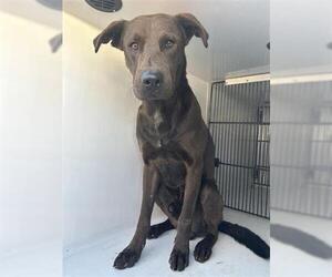 Labrador Retriever-Unknown Mix Dogs for adoption in Houston, TX, USA