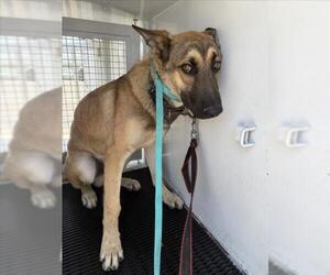 Mutt Dogs for adoption in San Bernardino, CA, USA