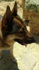 Medium Photo #1 German Shepherd Dog Puppy For Sale in Alta Loma, CA, USA
