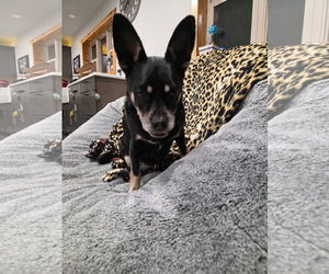 Chipin Dogs for adoption in Montello, WI, USA