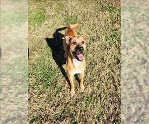 Black Mouth Cur Dogs for adoption in Grovetown, GA, USA