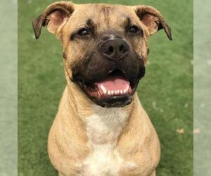 Mastiff Dogs for adoption in St Louis, MO, USA