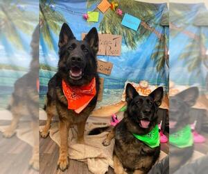German Shepherd Dog Dogs for adoption in Des Moines, IA, USA