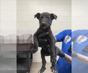 German Shepherd Dog-Unknown Mix Dogs for adoption in San Bernardino, CA, USA